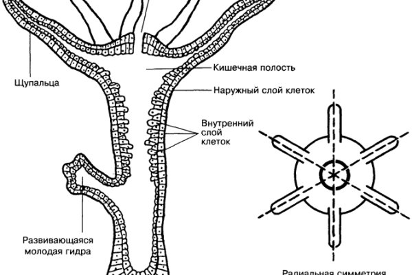 Рабочая ссылка кракен в тор